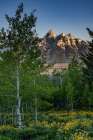 Wyoming. Arrowleaf balsamroot wildflower and aspen trees, Grand Teton in distance, Grand Teton NP Art Print